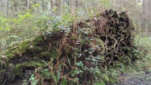 Read more about the article A tree on Zhenbao Island